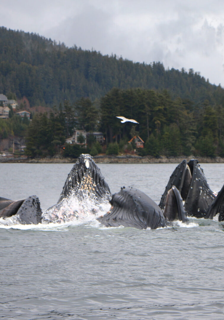 twin-islands-sitka-whale-watching